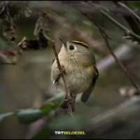 Sanem Akdeniz Şafak